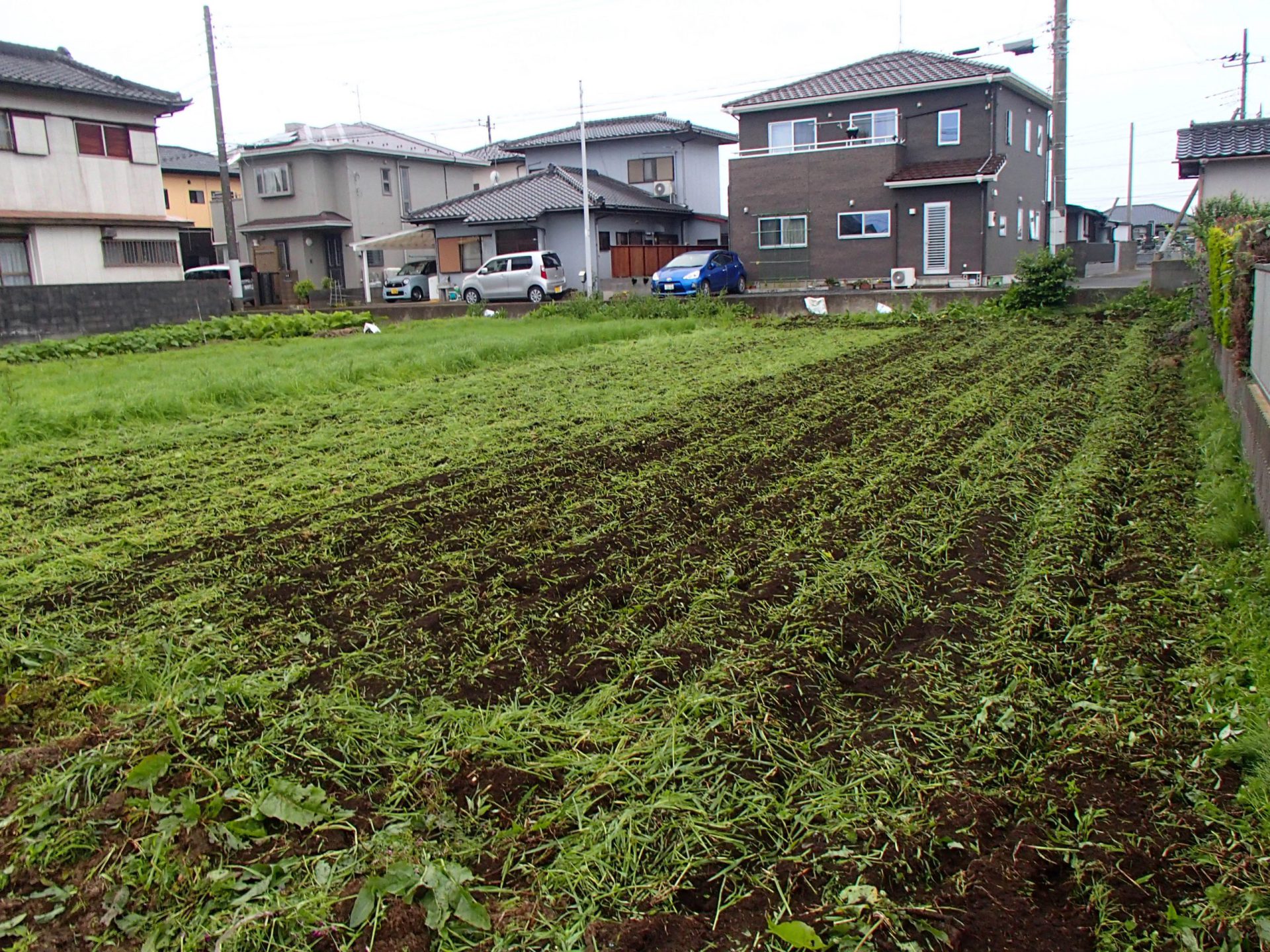 エン麦うなる