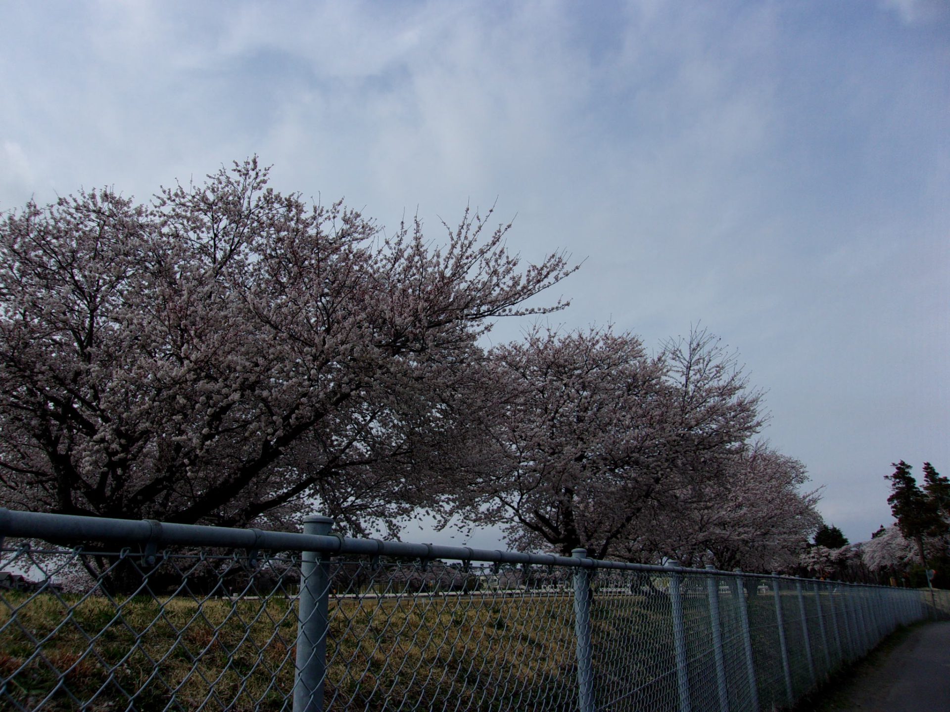 婚活　次の一手　桜