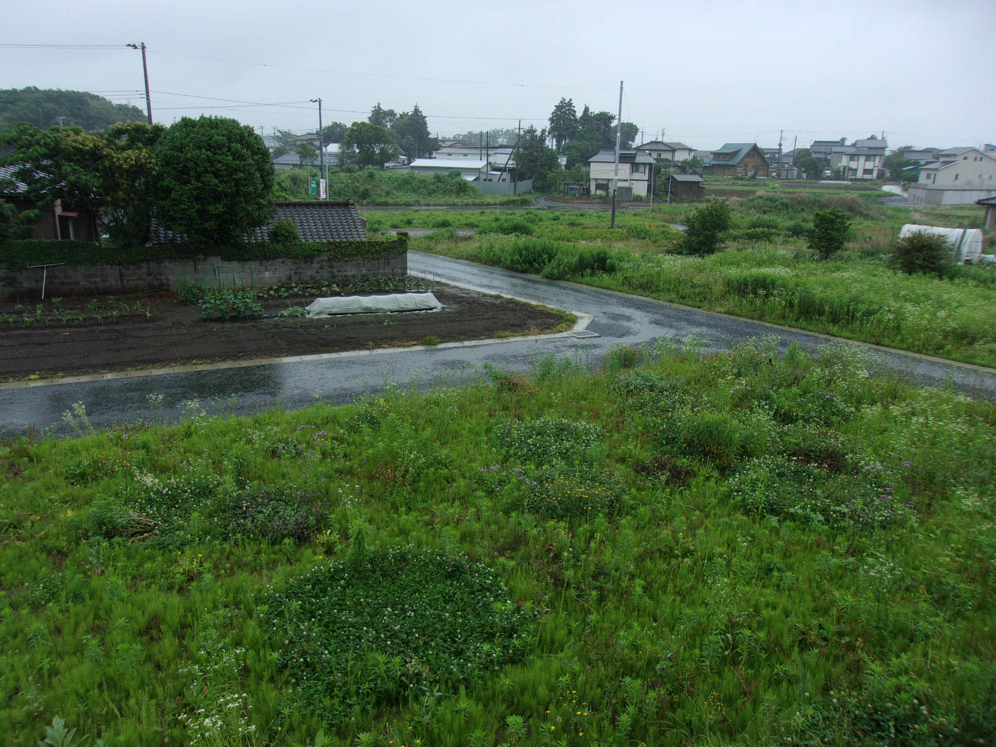 梅雨　雨　230611