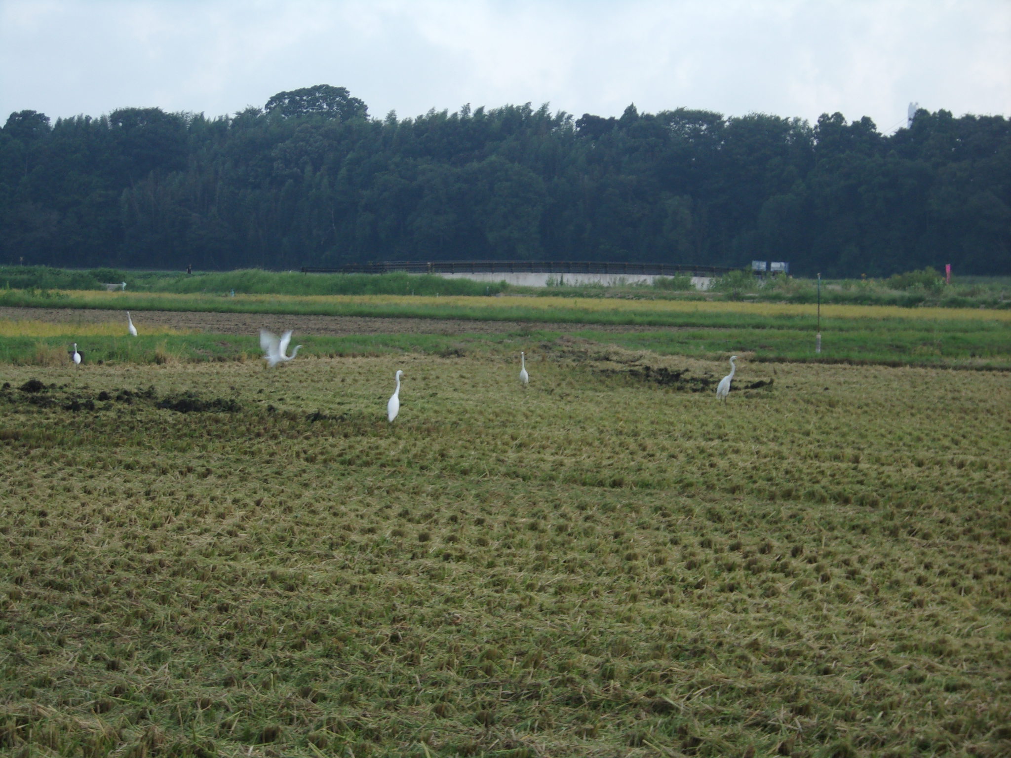 白鷺　ひたちなか　田んぼ　240923