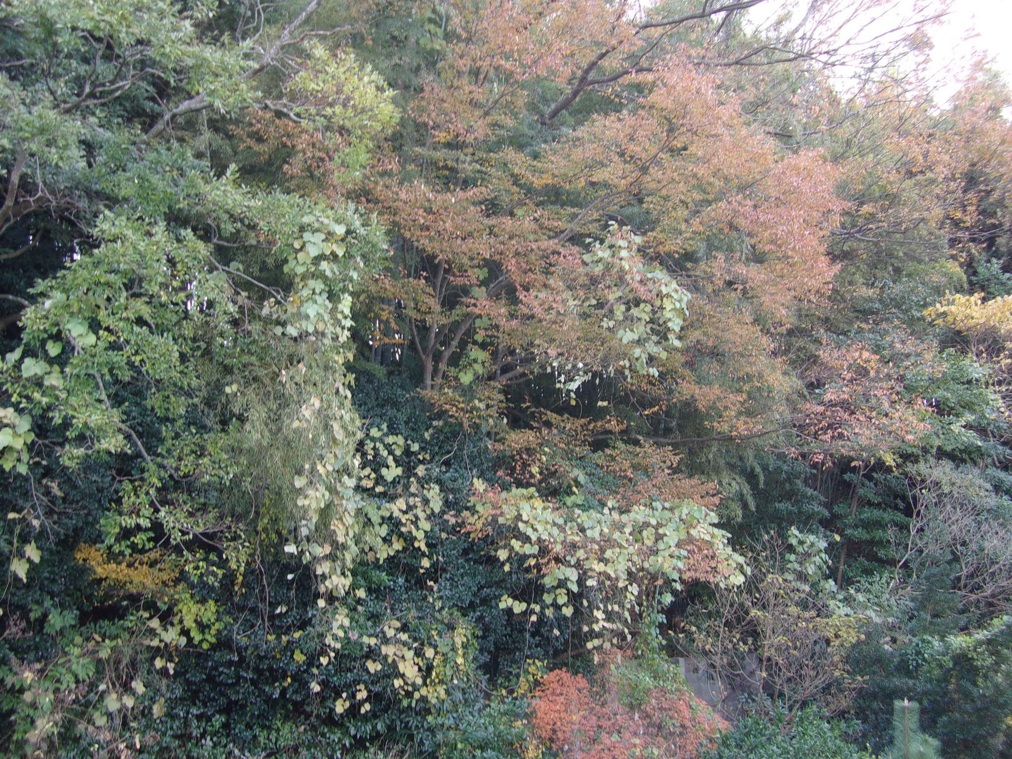 紅葉　那珂湊　241201